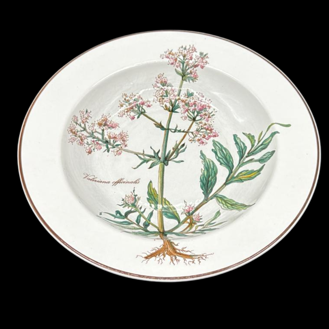 Villeroy & Boch Botanica: Suppenteller / tiefer Teller mit Wurzel - gebraucht (7120839213193)