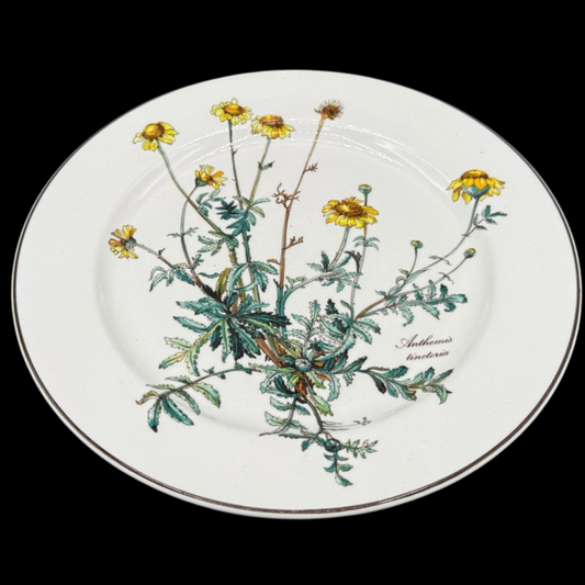 Villeroy & Boch Botanica: Speiseteller / flacher Teller 26 cm mit Wurzel - gebraucht (7120751132809)