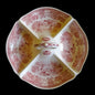 Villeroy & Boch Burgenland rot: Griffschale / Schale mit Einteilungen und Griff Villeroy & Boch (7120781246601)